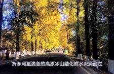 娱乐吃瓜君大丽花,揭秘娱乐圈背后的秘密花絮